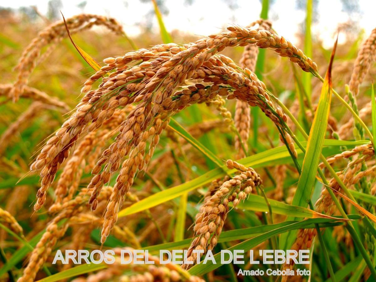 Villa Paquita - Delta De L'Ebre Deltebre Exteriér fotografie